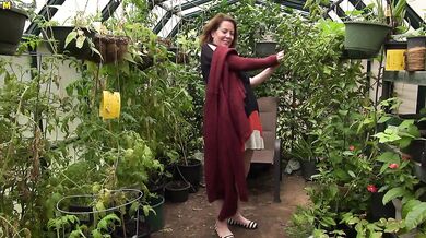 This American cougar gets frisky in her gardenhouse
